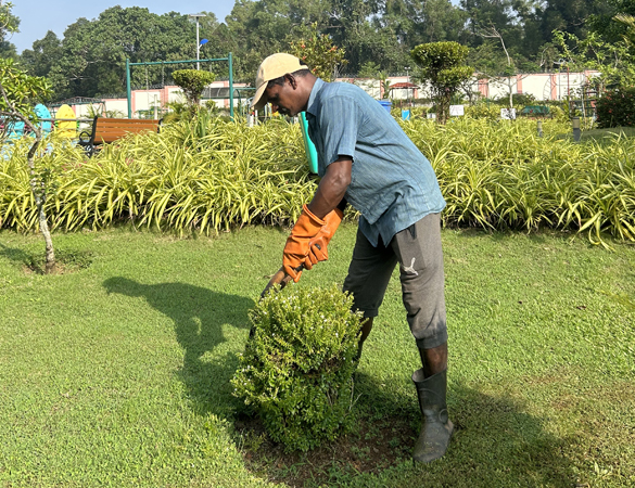 Greenscape Creation 